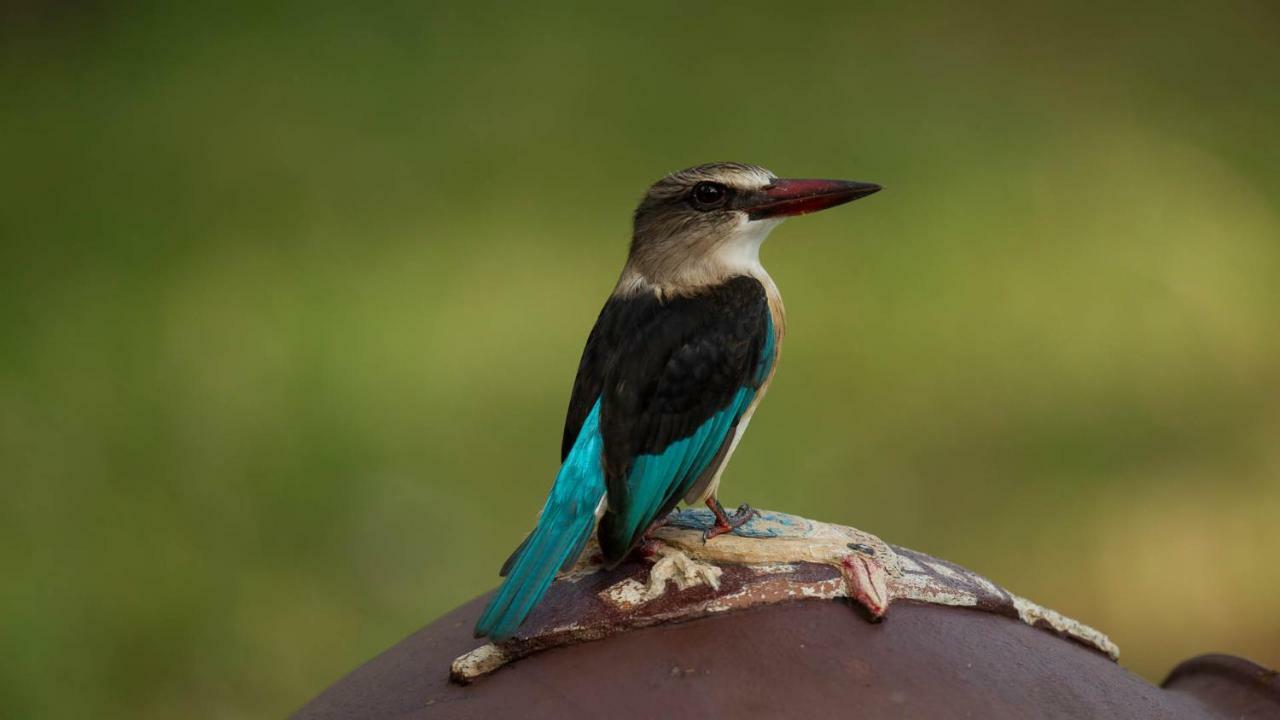 מלון Saint Lucia Estuary Kwalucia Private Safari Retreat מראה חיצוני תמונה