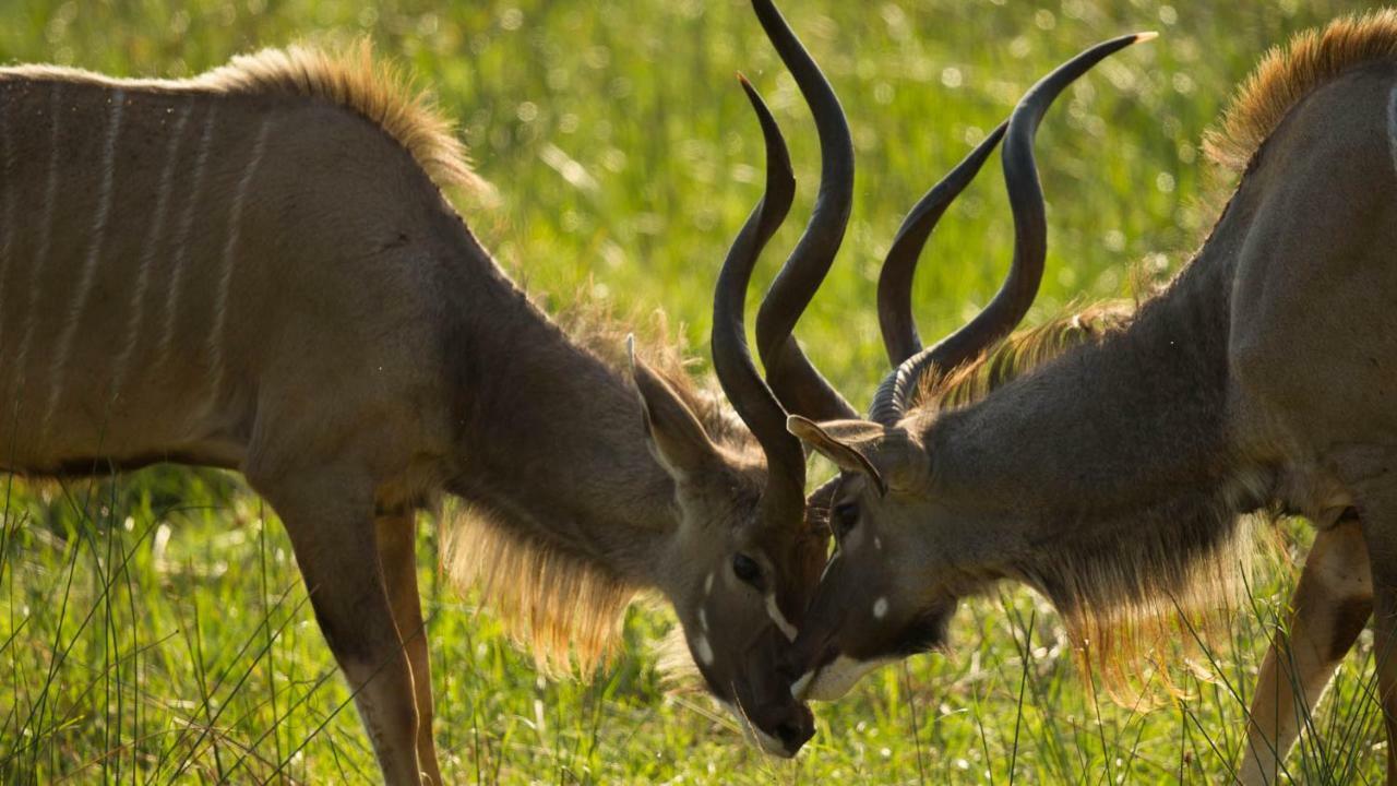מלון Saint Lucia Estuary Kwalucia Private Safari Retreat מראה חיצוני תמונה