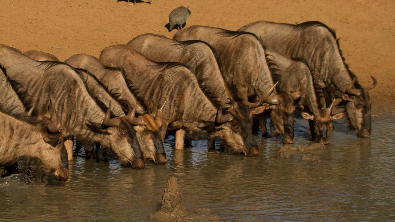 מלון Saint Lucia Estuary Kwalucia Private Safari Retreat מראה חיצוני תמונה