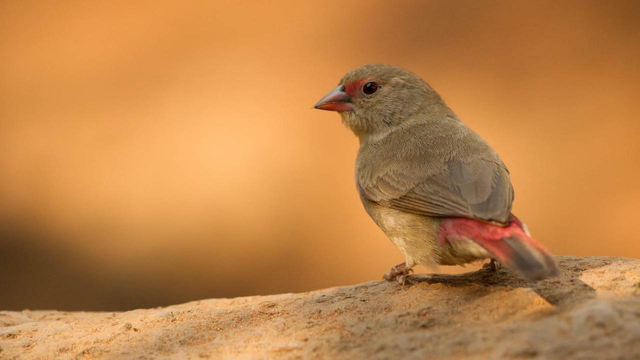 מלון Saint Lucia Estuary Kwalucia Private Safari Retreat מראה חיצוני תמונה