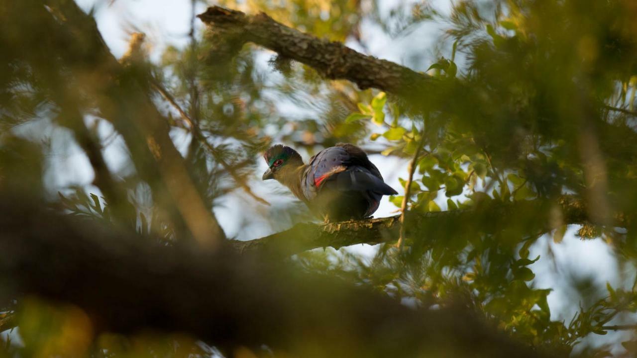 מלון Saint Lucia Estuary Kwalucia Private Safari Retreat מראה חיצוני תמונה