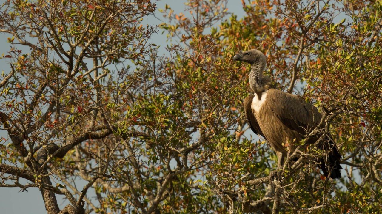 מלון Saint Lucia Estuary Kwalucia Private Safari Retreat מראה חיצוני תמונה
