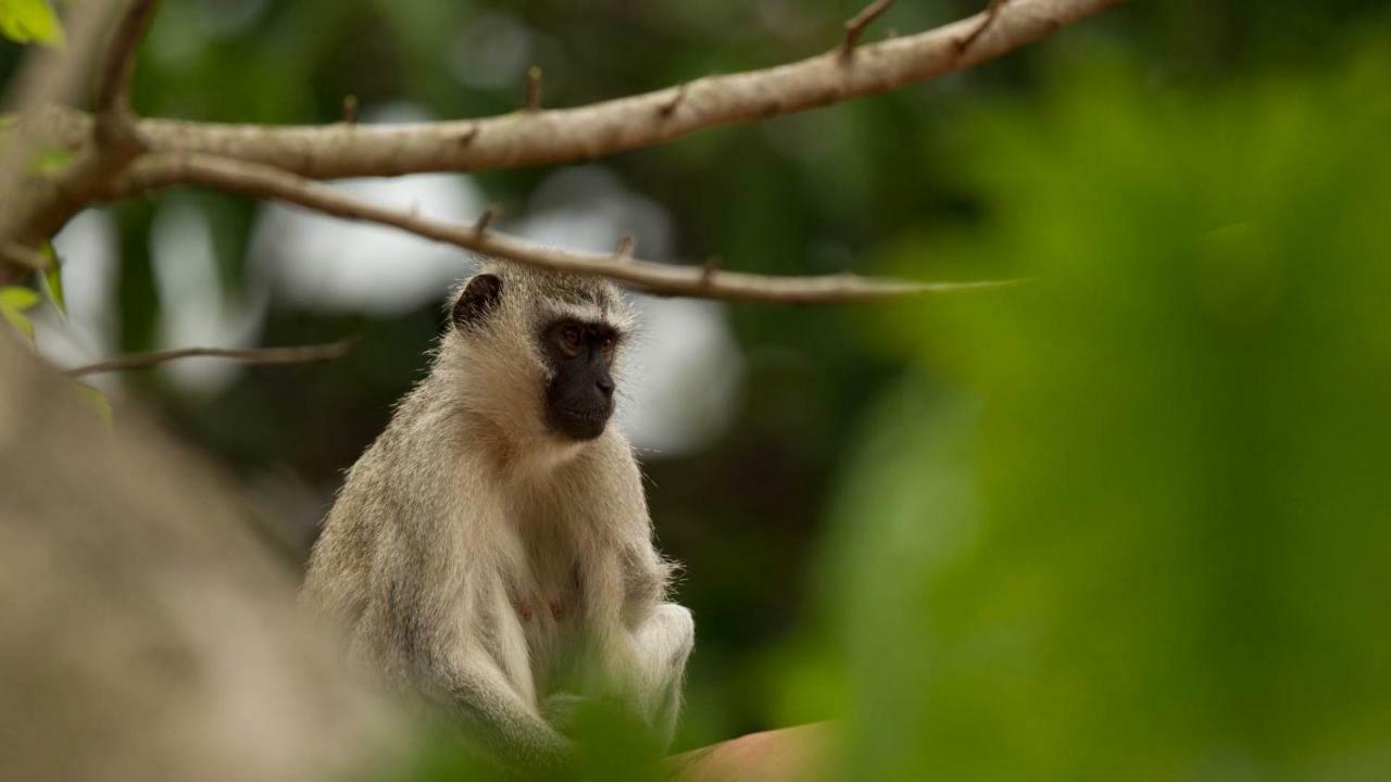 מלון Saint Lucia Estuary Kwalucia Private Safari Retreat מראה חיצוני תמונה