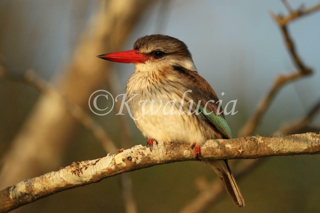 מלון Saint Lucia Estuary Kwalucia Private Safari Retreat מראה חיצוני תמונה