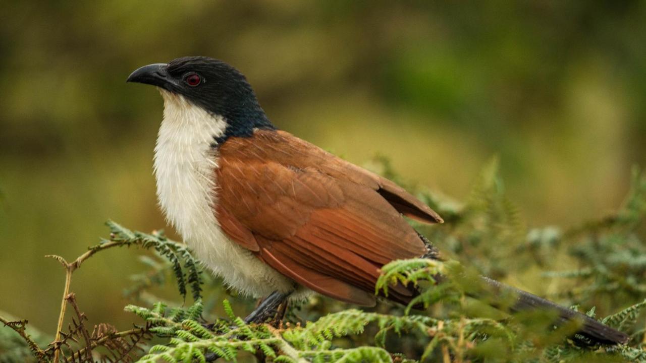 מלון Saint Lucia Estuary Kwalucia Private Safari Retreat מראה חיצוני תמונה